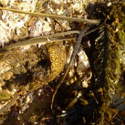 2014-01-17 PointReyesCamping 010 : 2014-01-17_PointReyesCamping